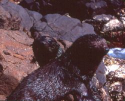 Australian fur seal pups on rocks at the Neptune Islands ... by Craig Scott 